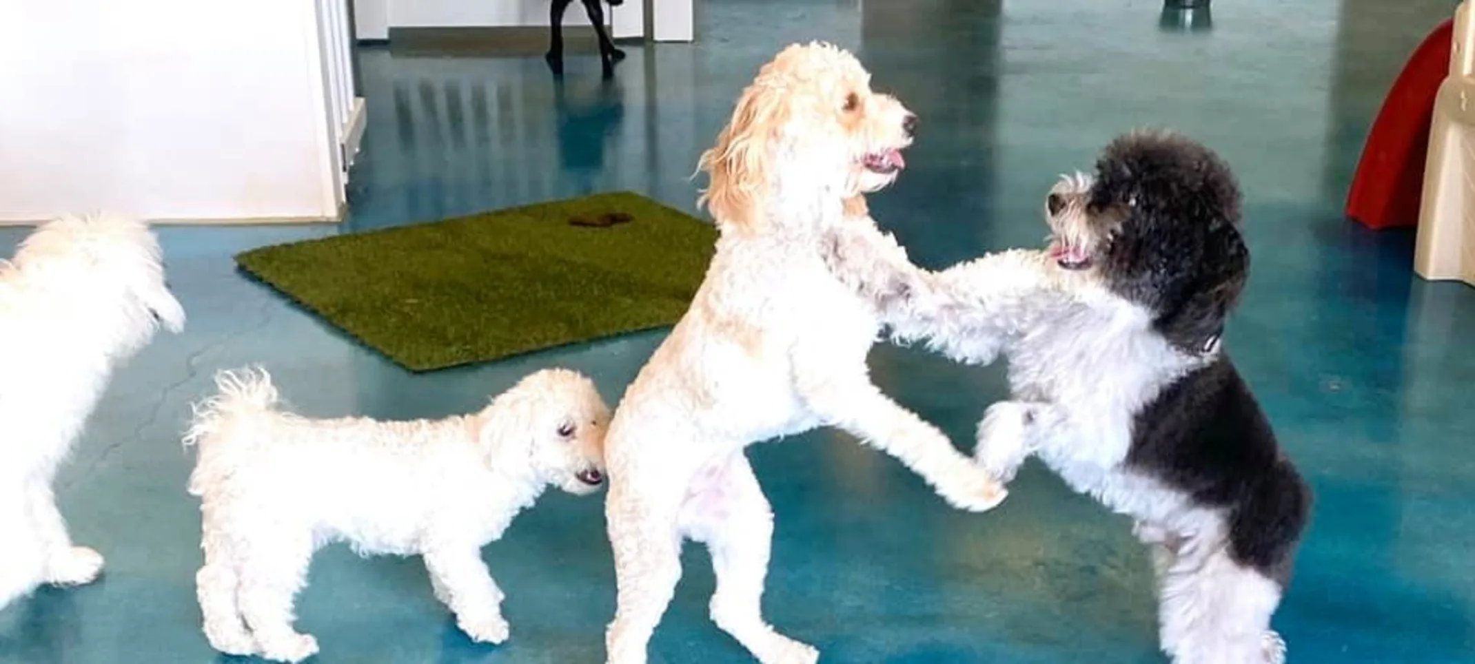 Dogs playing at Dog Daycare at Bowhaus